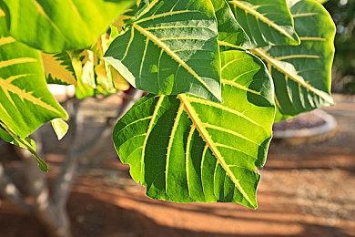 《夏天了！20世纪的暑假》介绍视频展示暑假大冒险