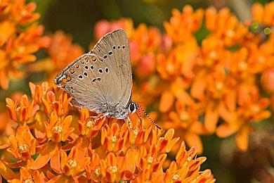 《LOL》S13开幕式11月19日举办 心之钢男团韩国女团亮相